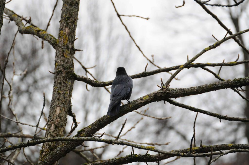 22. Januar 2012 JG DSC 1352