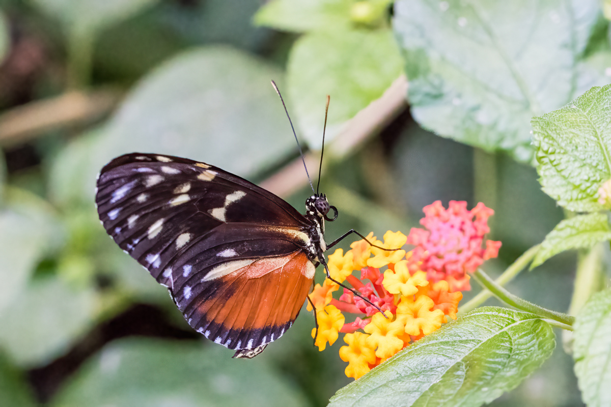 full