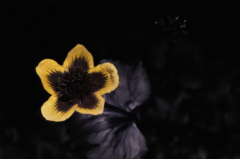 23042007 UV 0086