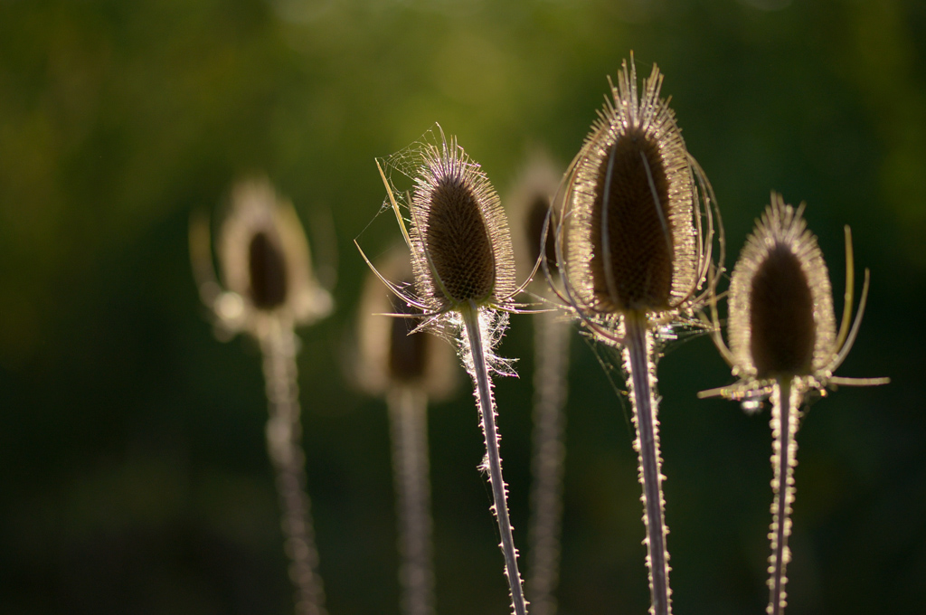 232wildekardeweberdistel