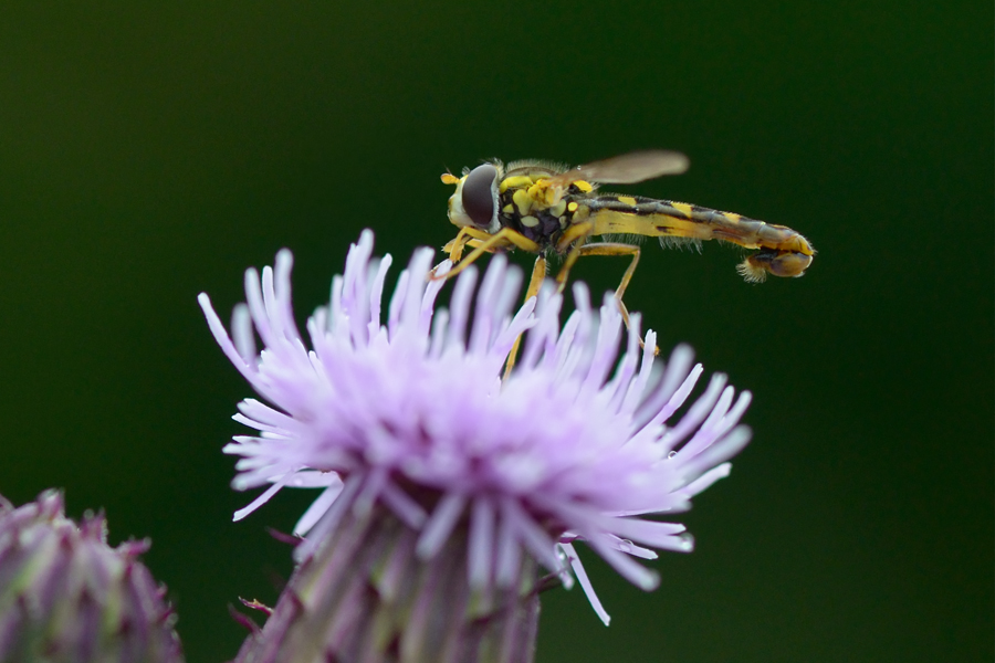 237900schwebfliege