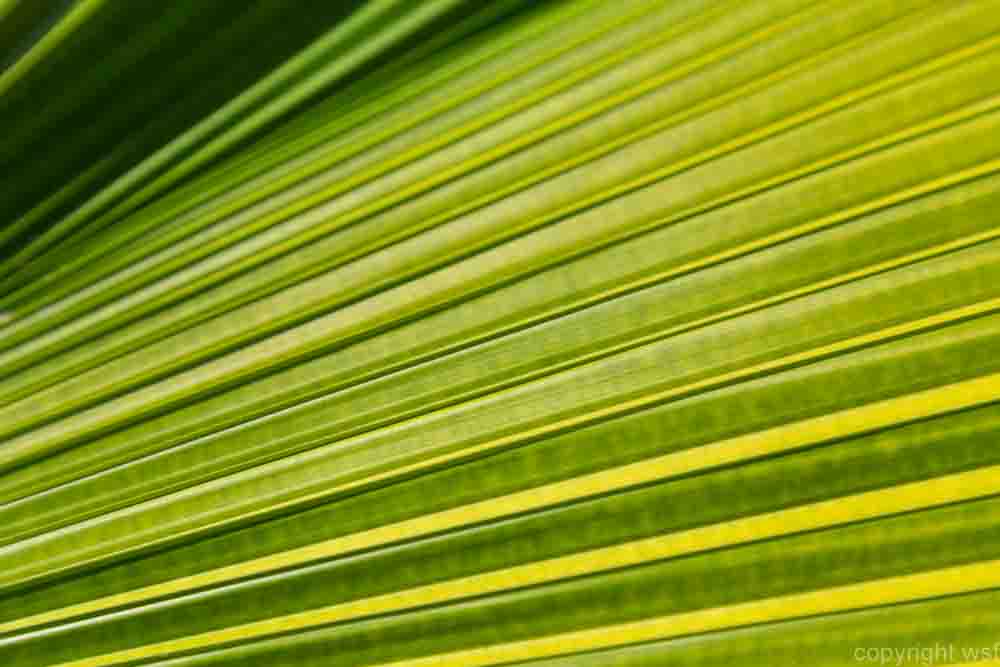 24 Blatt Struktur 2