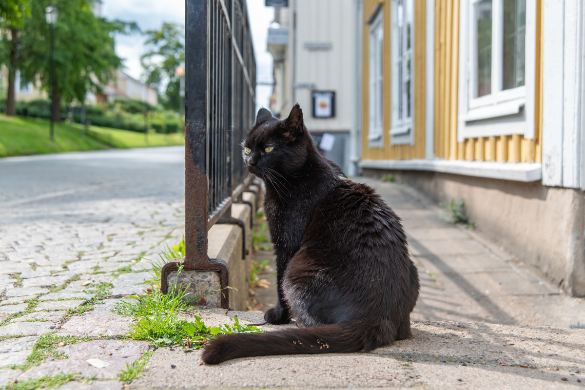 240818 Katze-1.jpg