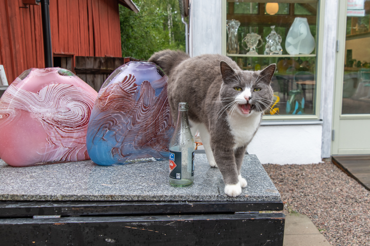 240821 Katze-1.jpg