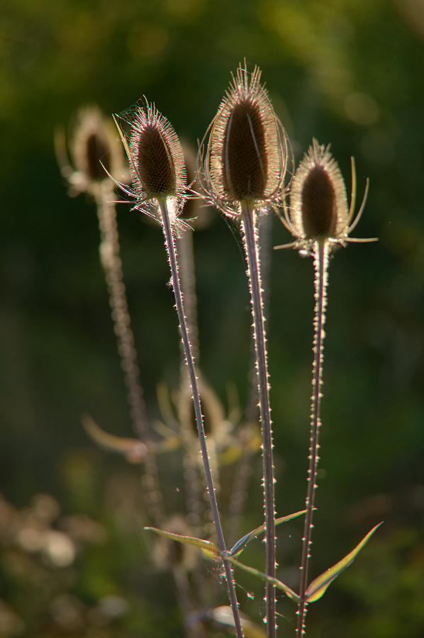 240900wildekardeweberdistel