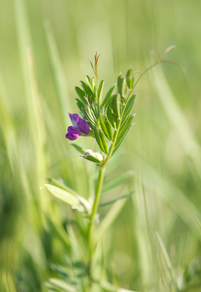 2481024wickeblumen