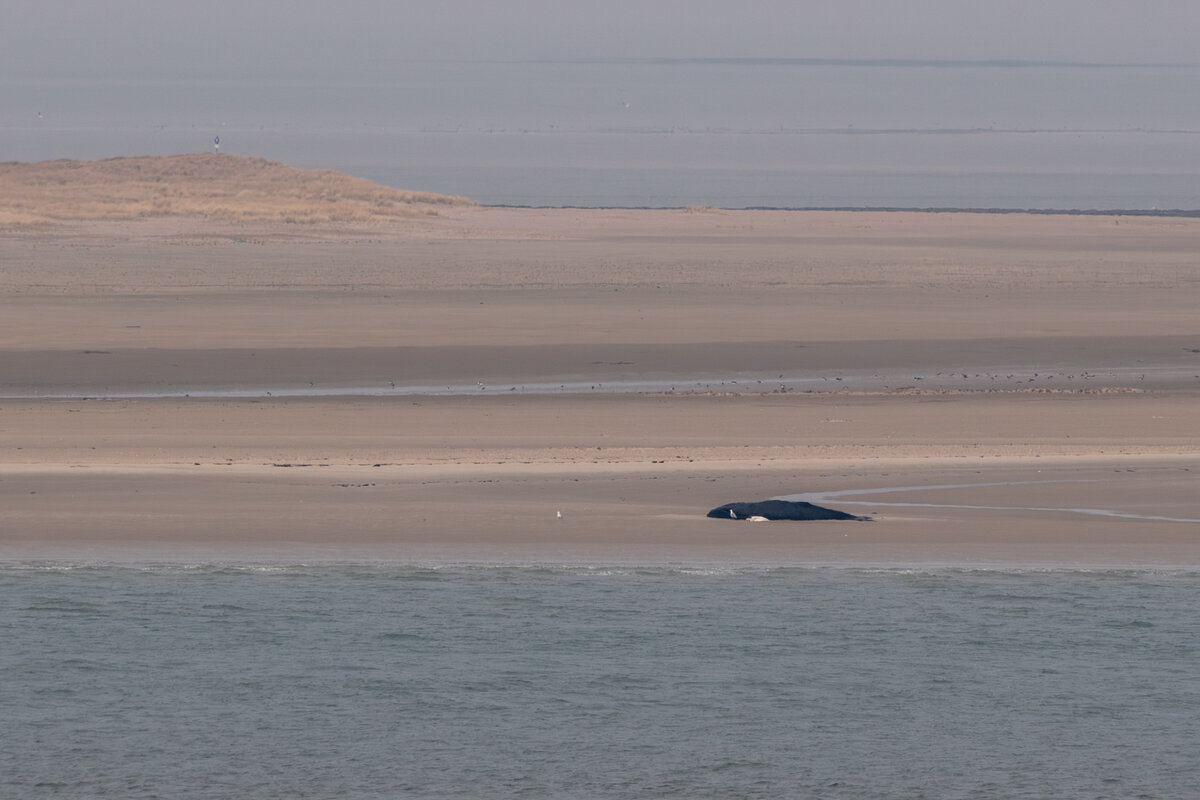 250222 Wal Minsener Oog-1.jpg