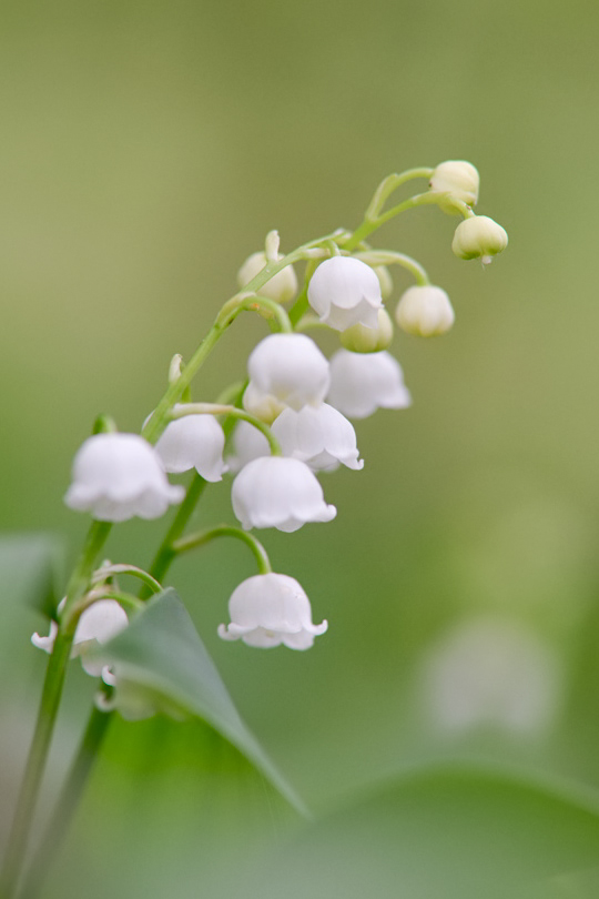 2521900maiglöckchenblumen