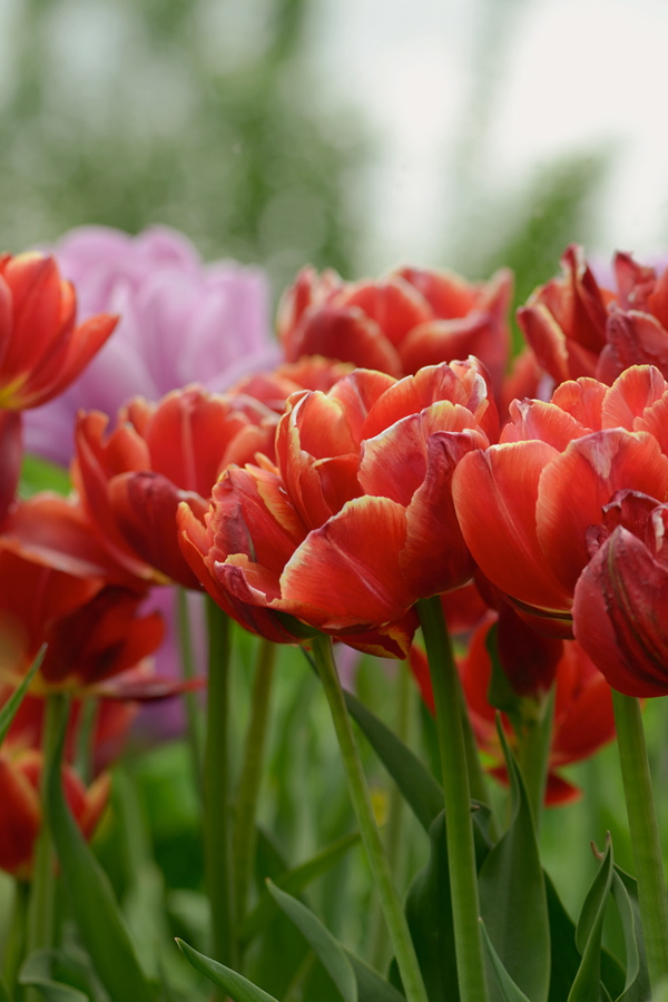 2567900tulpen