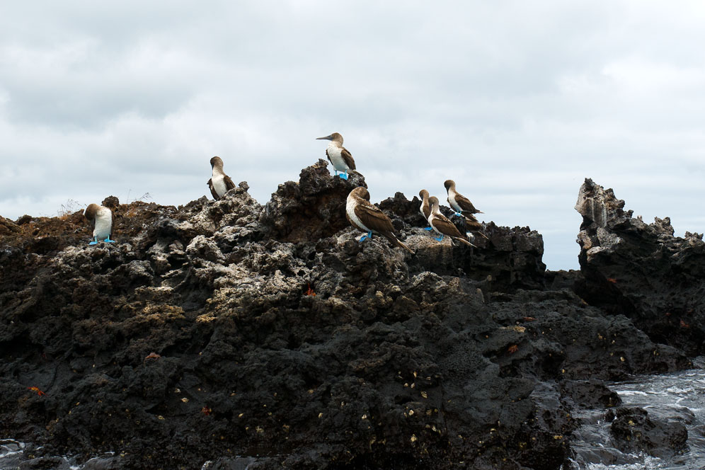 26 Santa Cruz Black Turtle Cove