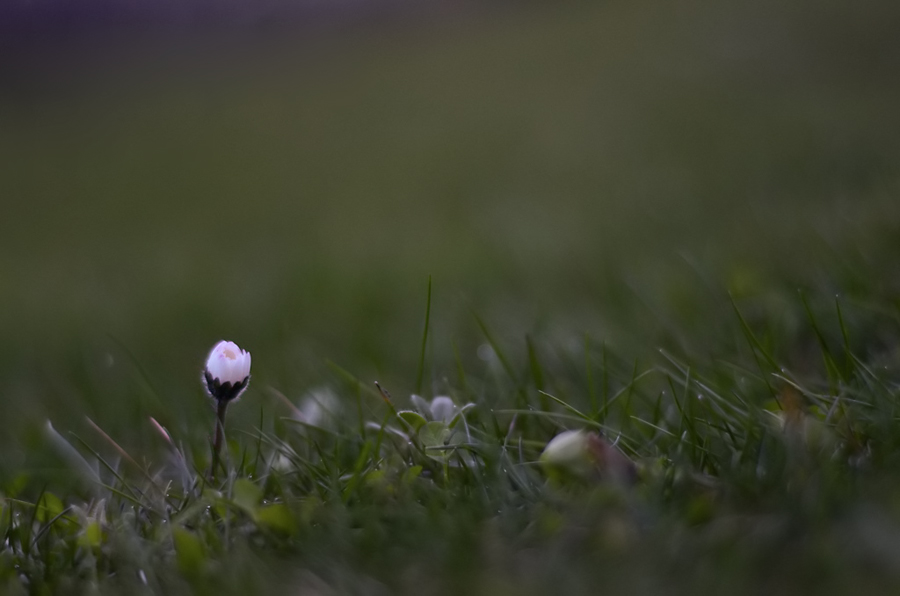 268gänseblumenabend
