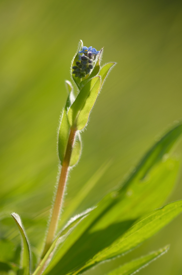 2757vergissmeinnichtblumen 2
