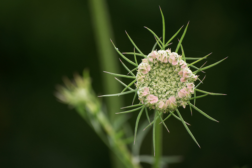2761024blumen