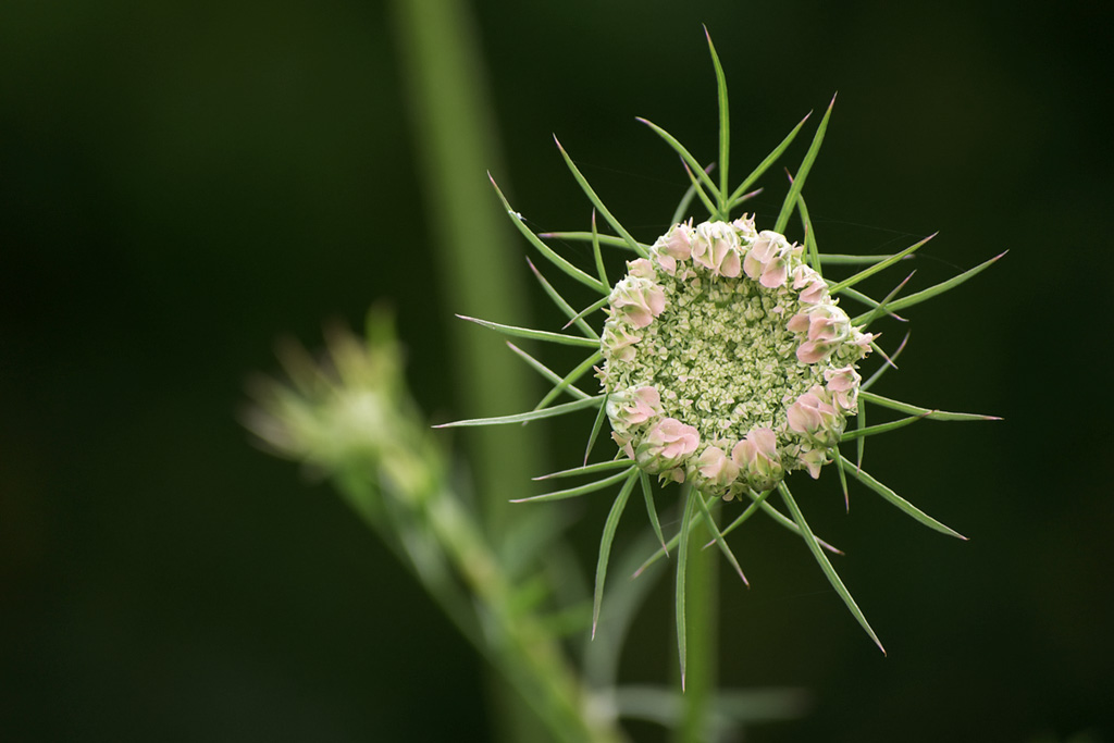 276blumen