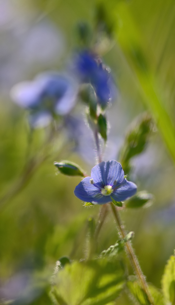 27931024blau2