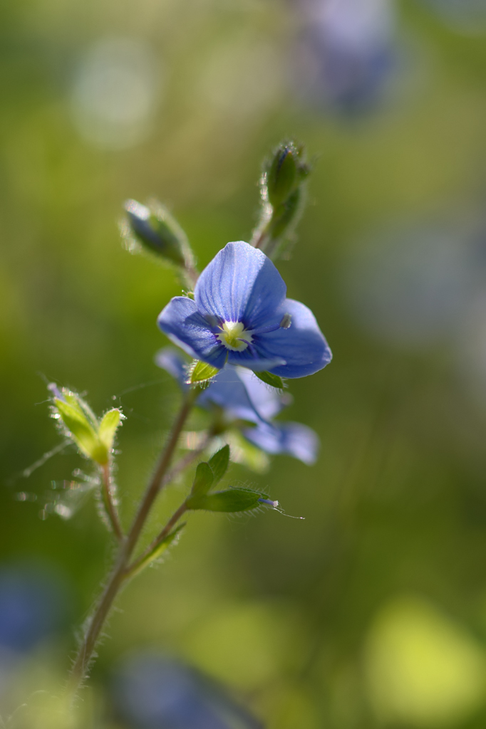 28221024blau