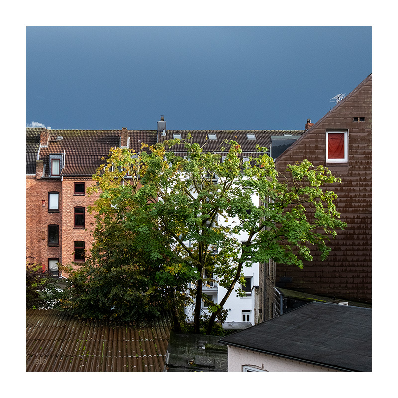 283/365 Bob Dylan and Johnny Cash – Girl From The North Country © 2026 Sabine Lommatzsch