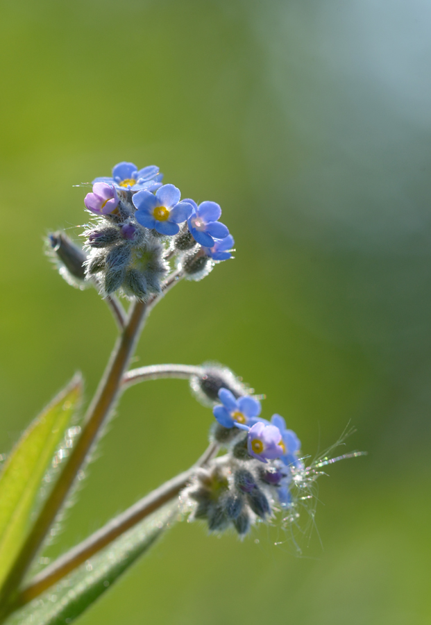 2859900vergissmeinnichtblumen