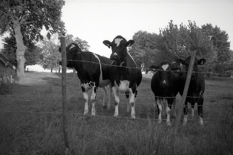 28800f7kodaktmax100kühe