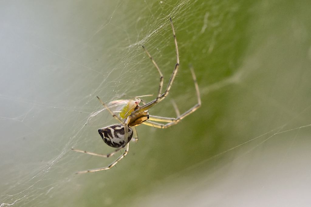2891024minispinnemitblattlaus