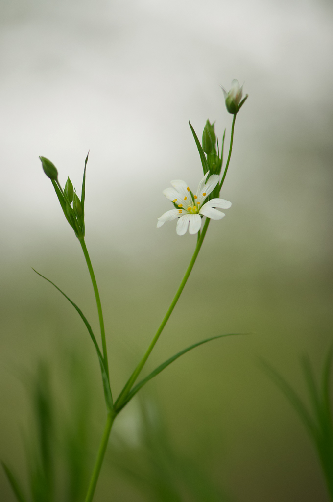 291024blumenwald