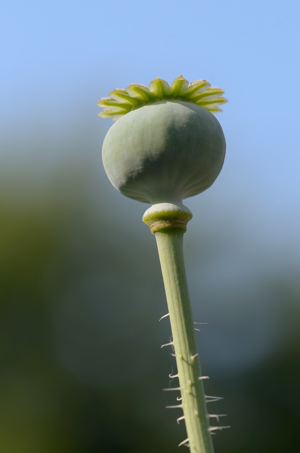 29900mohn
