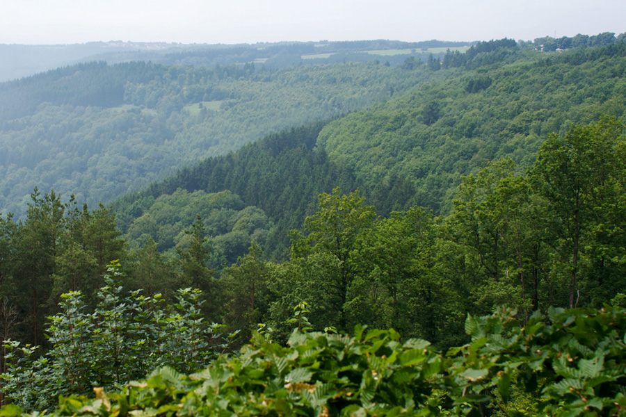 299landschaftgrün