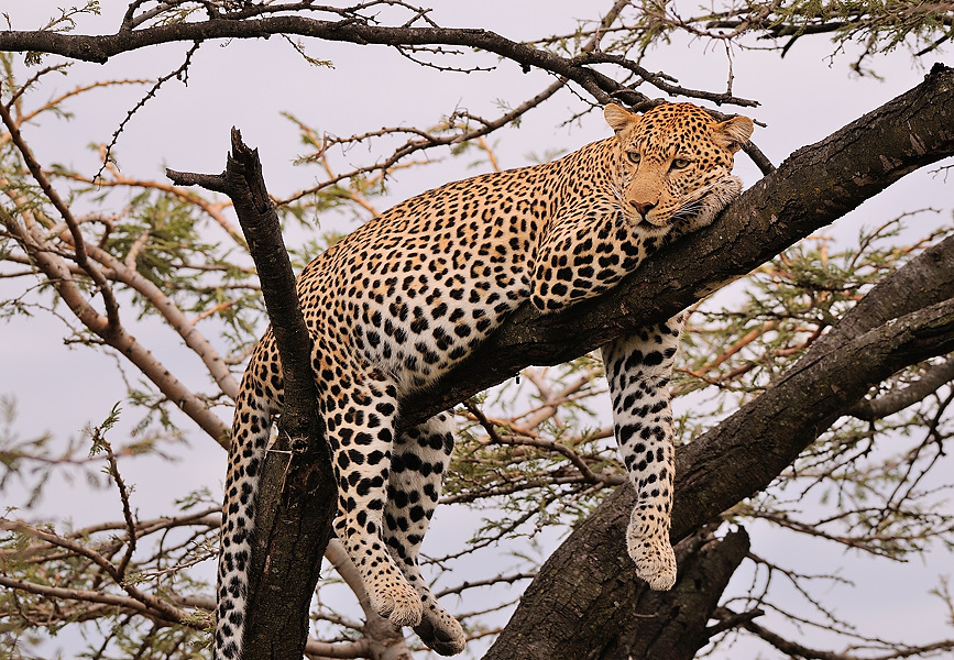 2MasaiMara3 DSC 3003