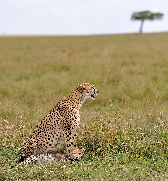 2MasaiMara6 DSC 3275