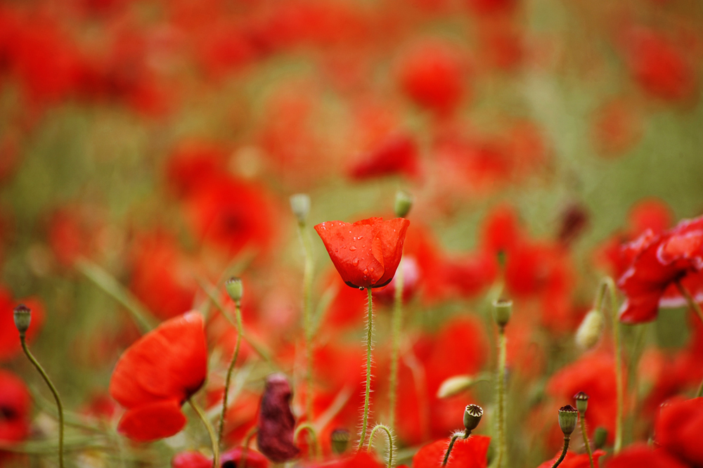 2N