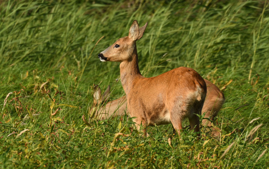 2rehe3nf