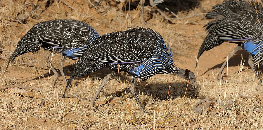 2Samburu2 DSC 1289
