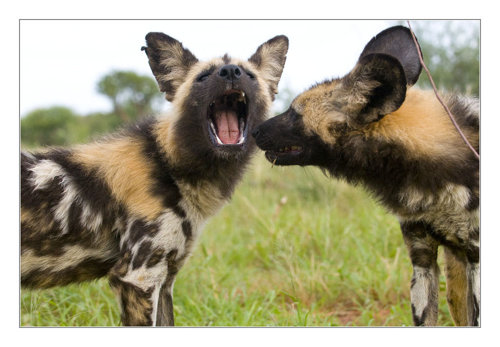 2Wilddog1