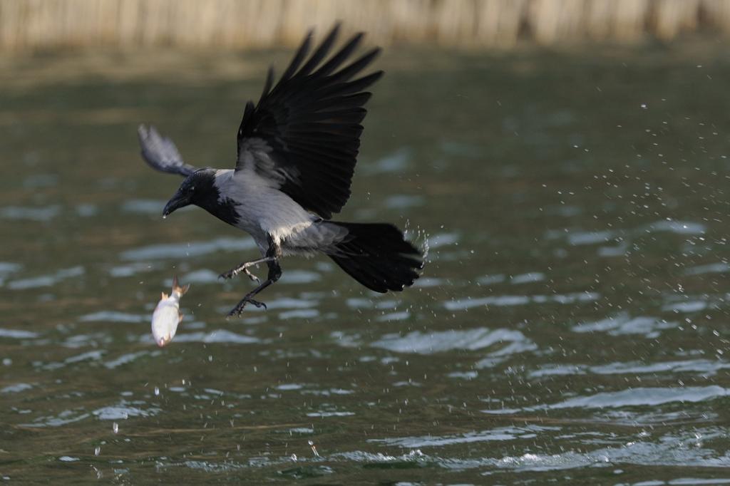 3  Aaskrähe verliert Fisch 4339A
ja erst fest zubeissen, aber im 2. Anlauf doch geholt.