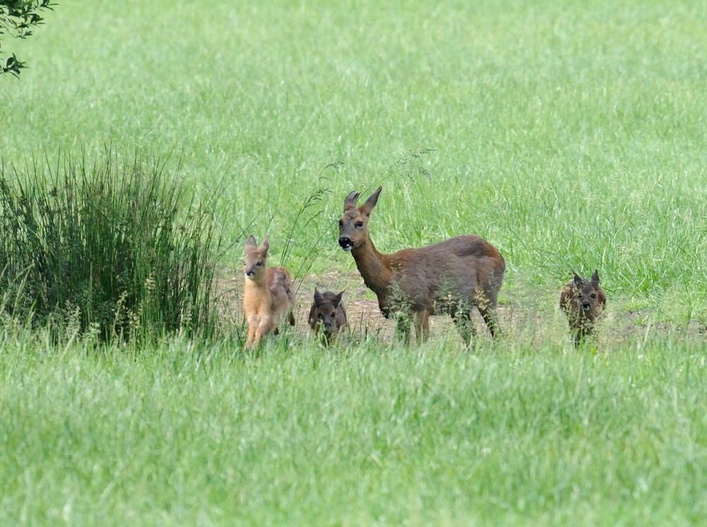 3 rehe 1 JKK 6541