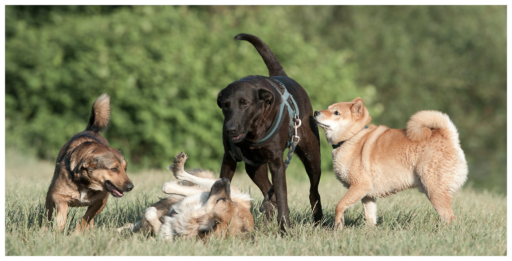 3 und maciko