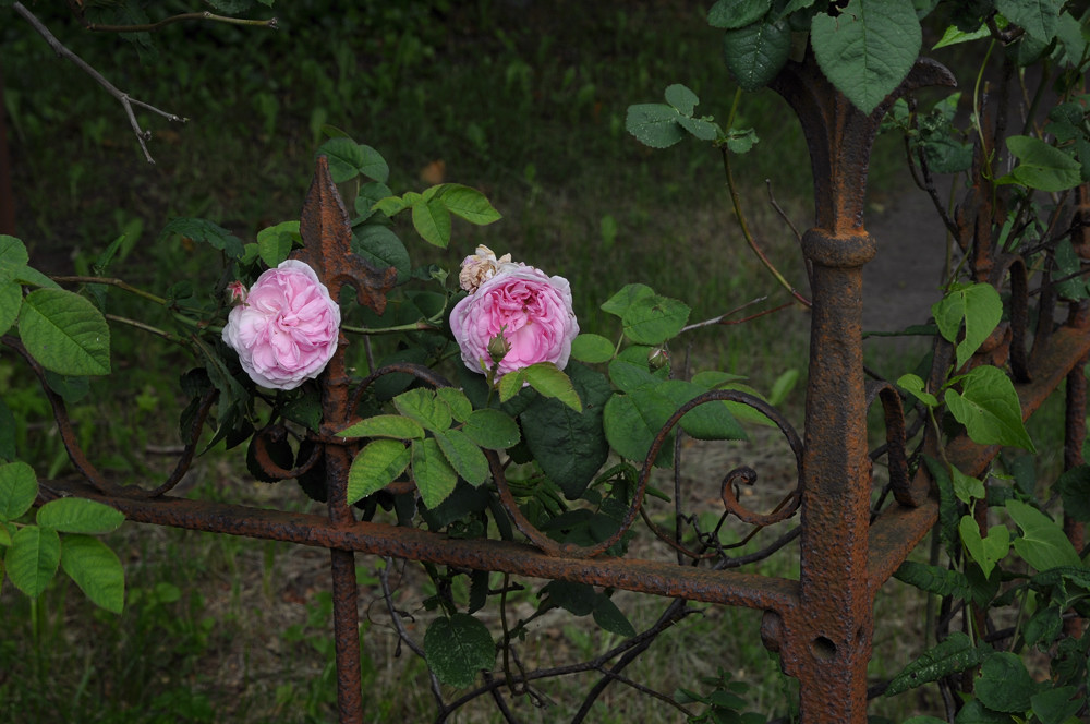 300 8982f: Garz