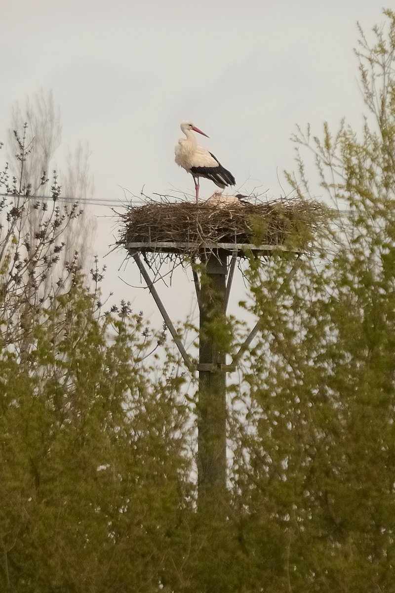 3001713AQxl
D300s mit BIGMA, 500mm, Einbeinstativ; Entfernung rund 200m