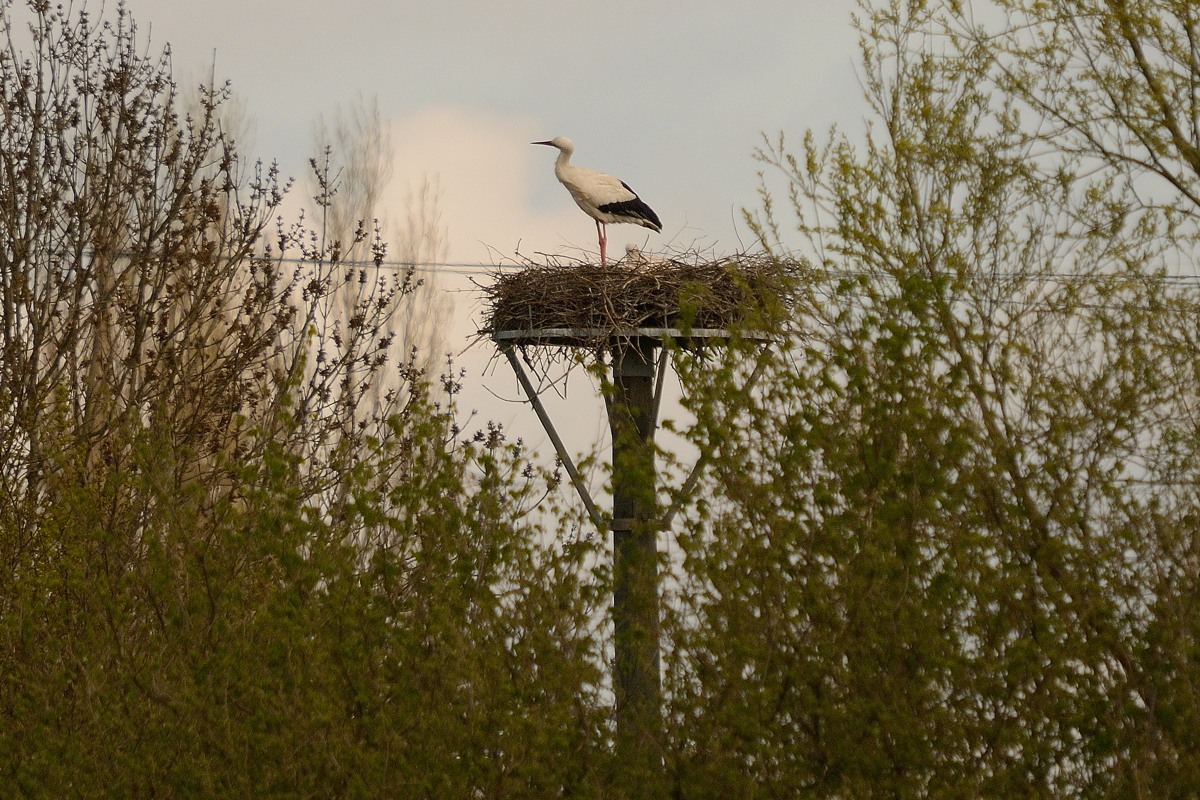 3001717Axl
D300s mit BIGMA, 500mm, Einbeinstativ; Entfernung rund 200m