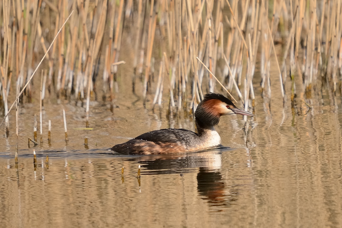 3001838Axl
D300s, BIGMA, 500mm, 1/800s, Bl. 8, Einbeinstativ, Entfernung rund 50m