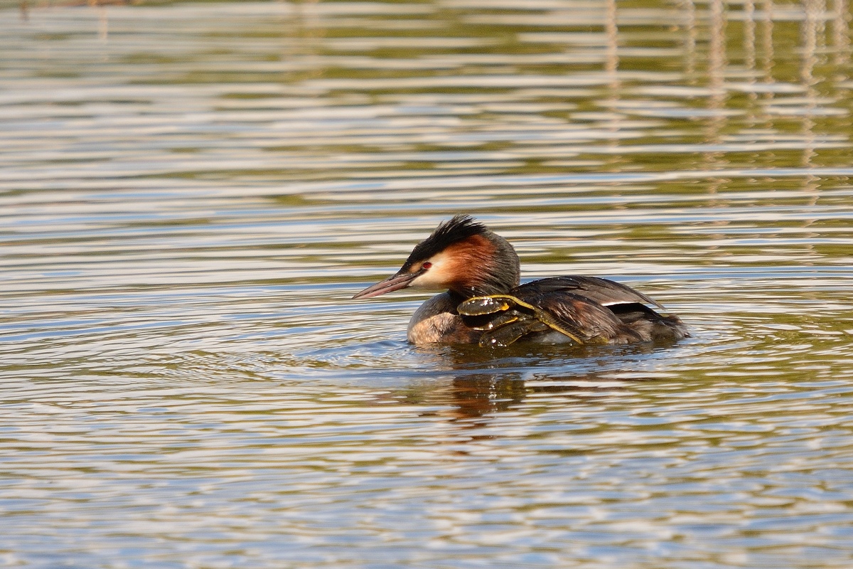 3001850Axl
D300s, BIGMA, 500mm, 1/800s, Bl. 8, Einbeinstativ, Entfernung rund 50m
