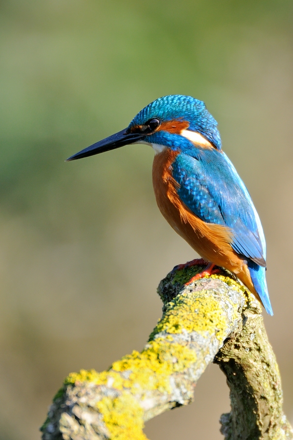 3008827