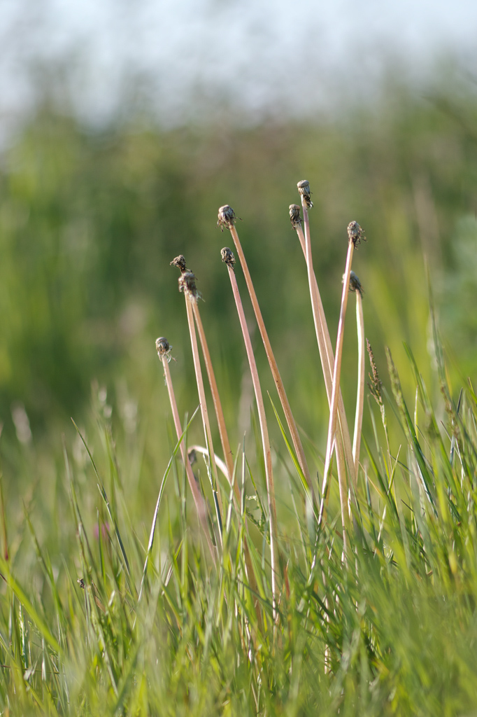 3081024löwenzahnblumenverblüht