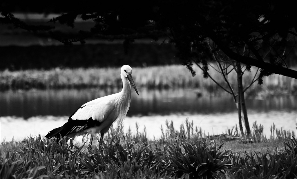 31.03.2012 - Storch - Saline