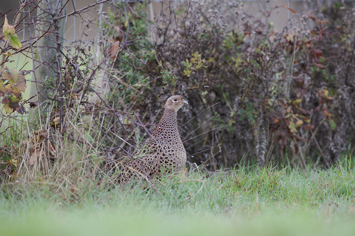 31 560mm f-5.6.jpg