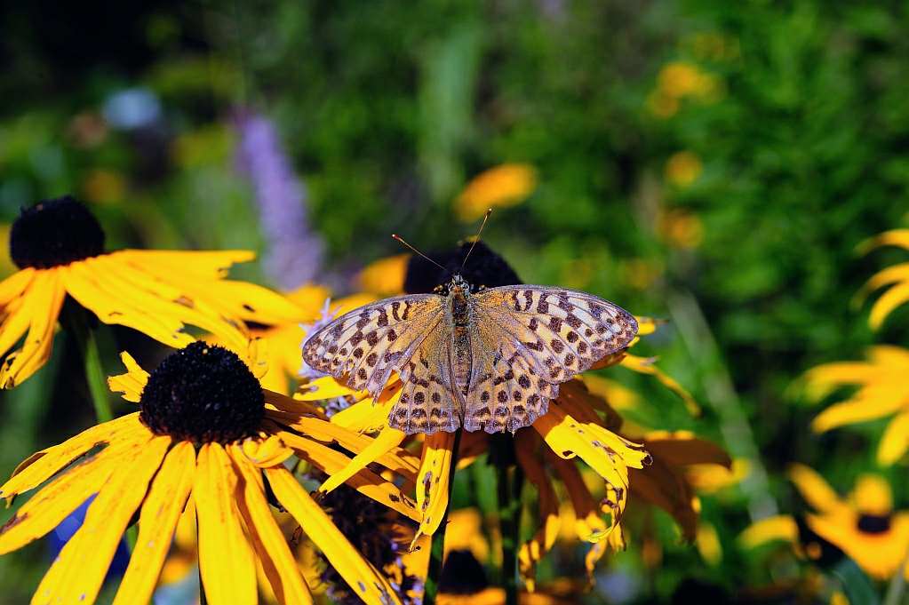 310809 D700 AF 60mmD 1/400 Bl. 10 AF-C