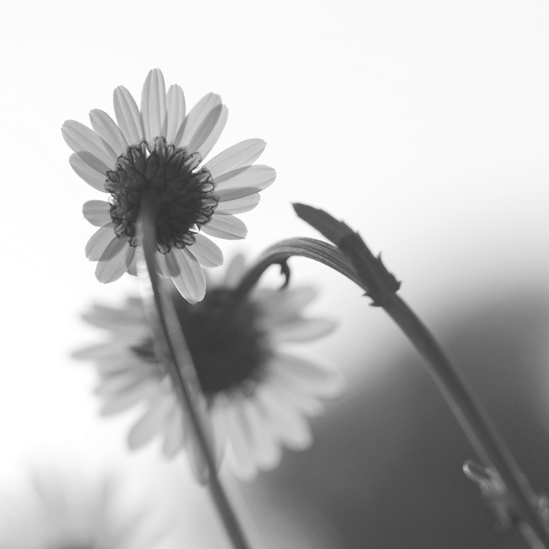 3209800margeriteblumensw1