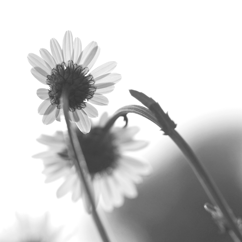 3209800margeriteblumenswhell