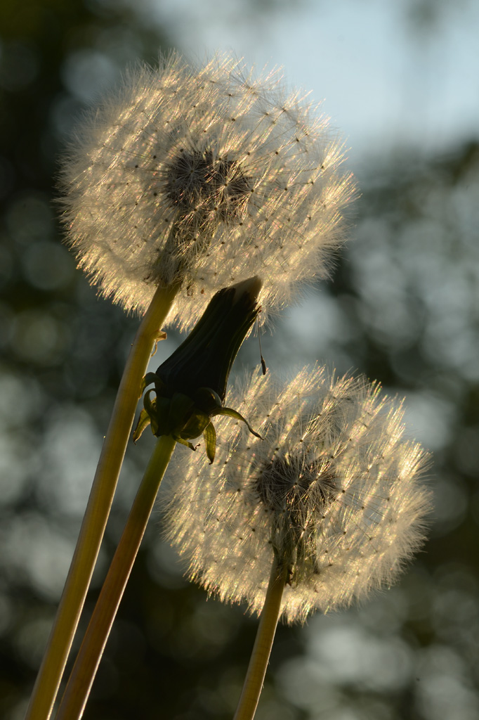 32571024pusteblume