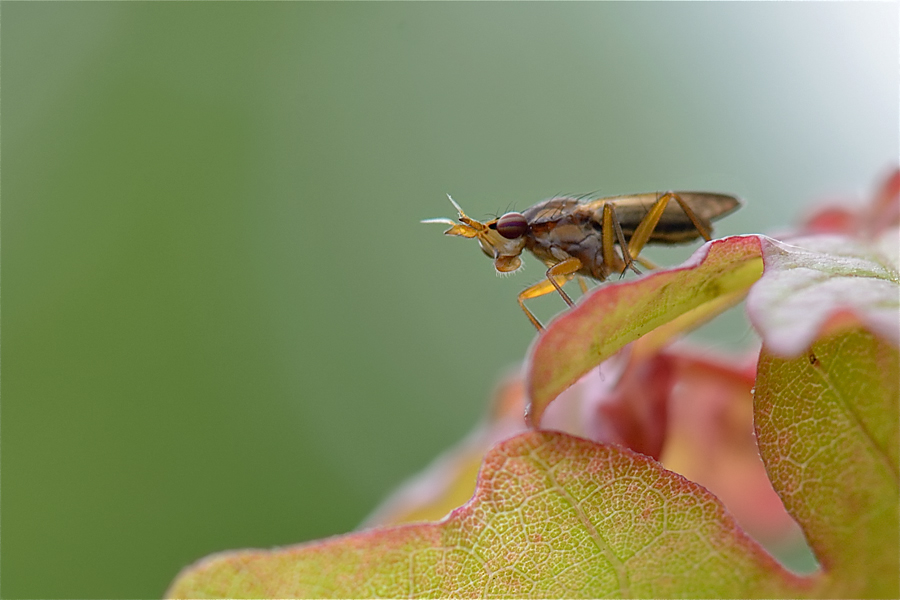 32900hornfliege Limnia unguicornis
